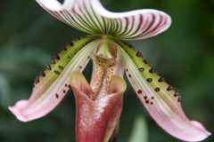 Paphiopedilum 'Onyx'