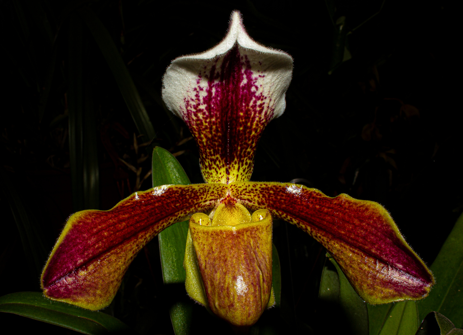 Paphiopedilum, Orchid