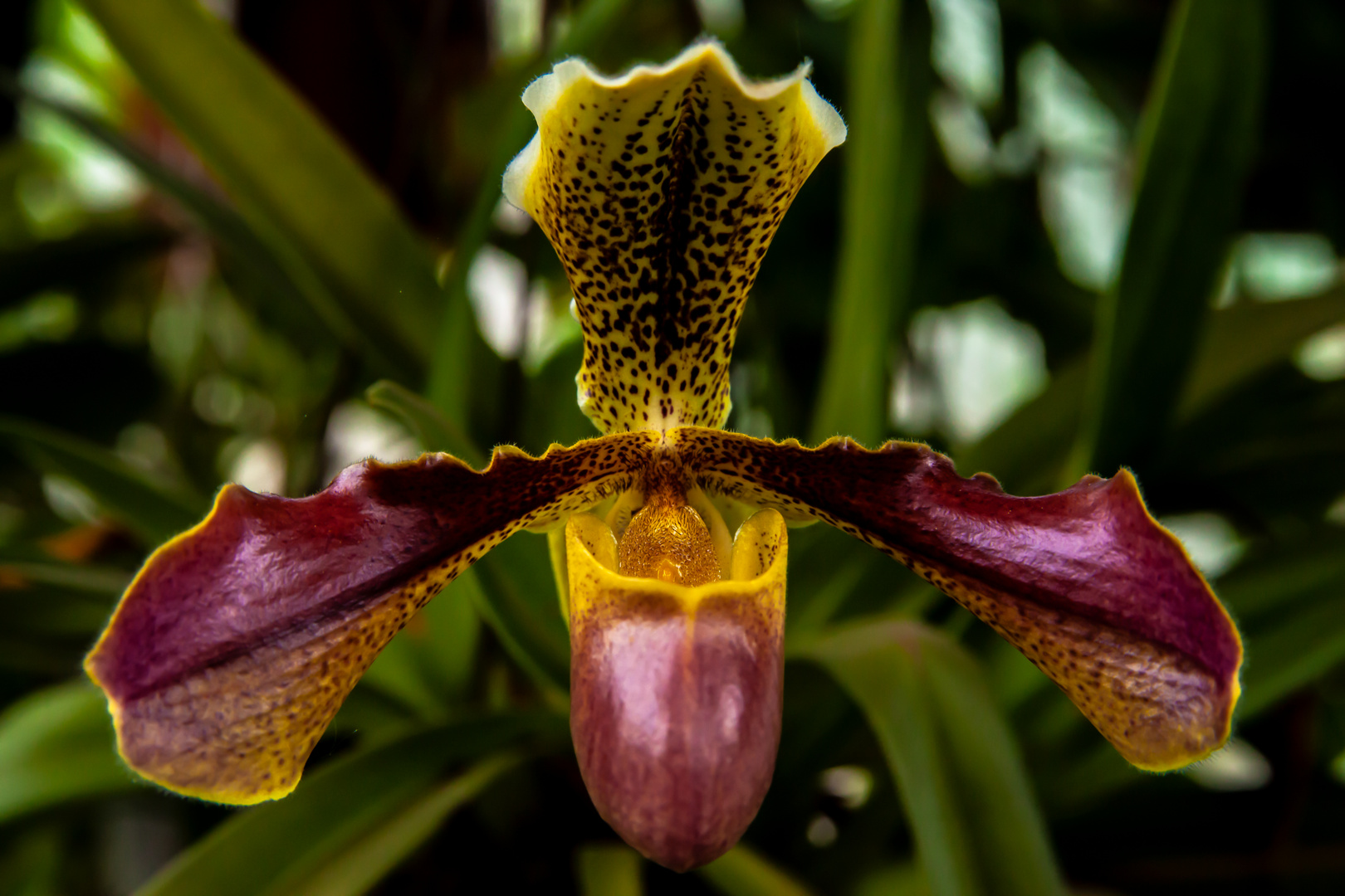 Paphiopedilum, Orchid