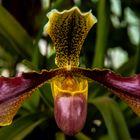 Paphiopedilum, Orchid