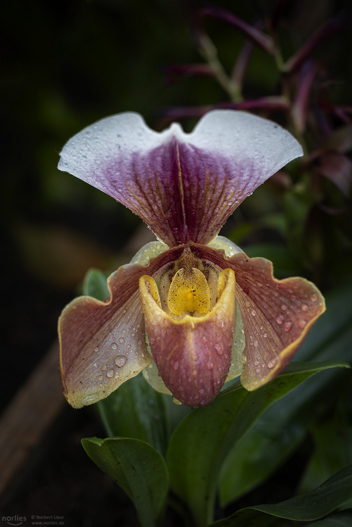 paphiopedilum orchidee