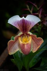 paphiopedilum orchidee