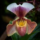 paphiopedilum orchidee