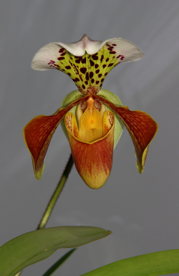 Paphiopedilum, Orchidee