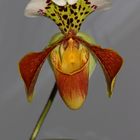 Paphiopedilum, Orchidee