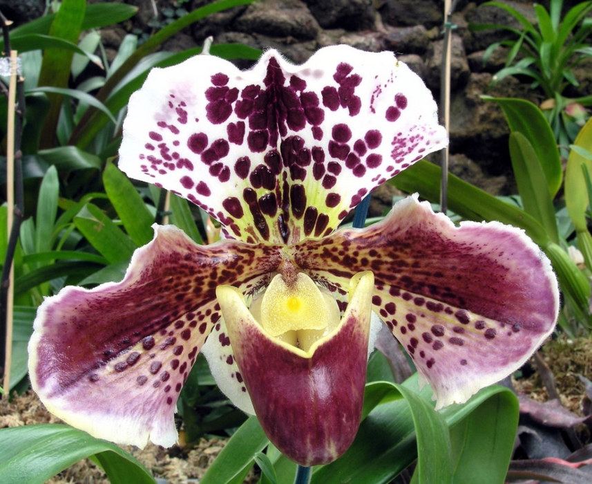 Paphiopedilum 'Pacific-Ocean - Hybride'