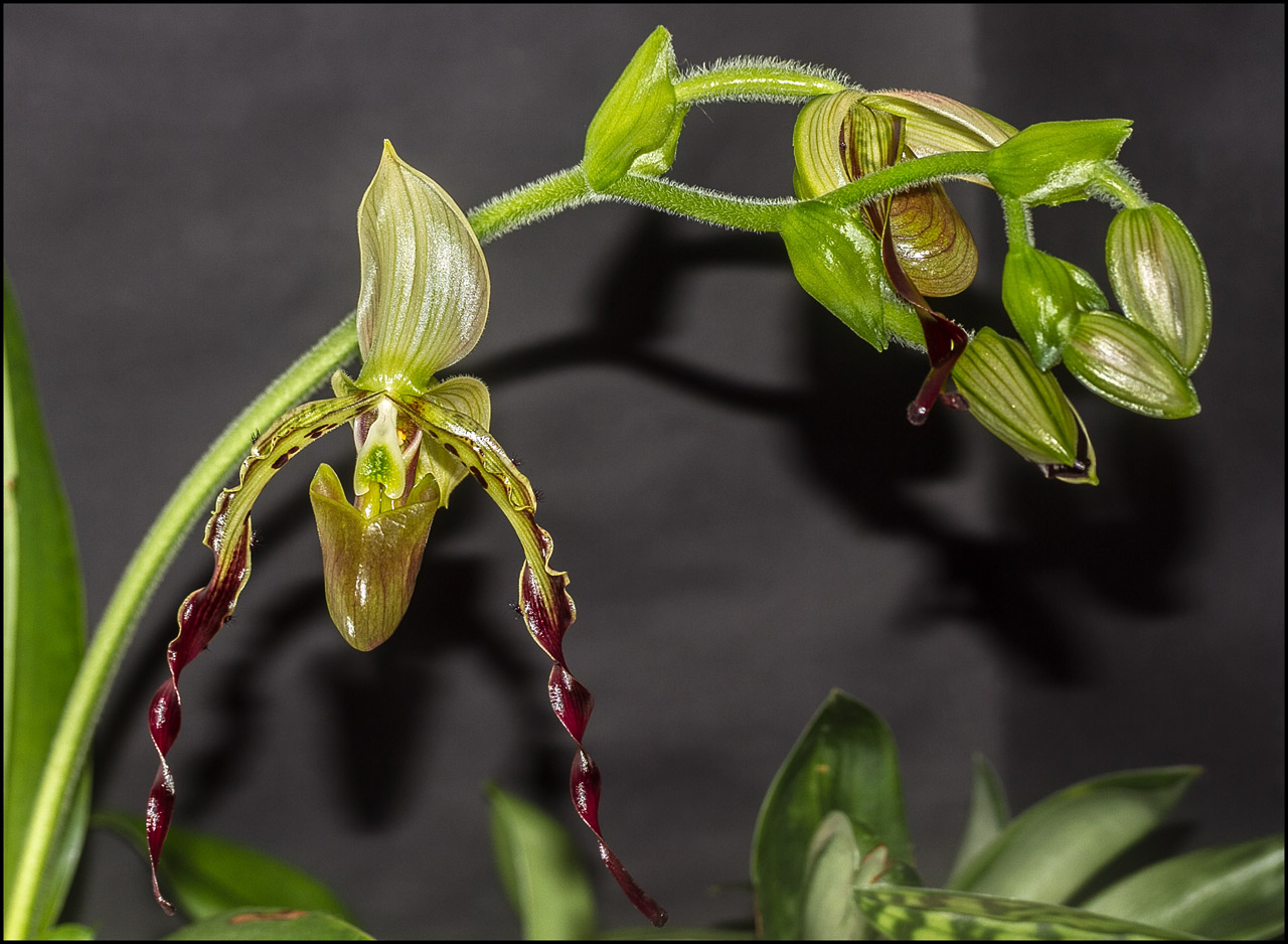 Paphiopedilum parishii