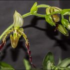 Paphiopedilum parishii