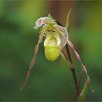 ...Paphiopedilum phillippinense...