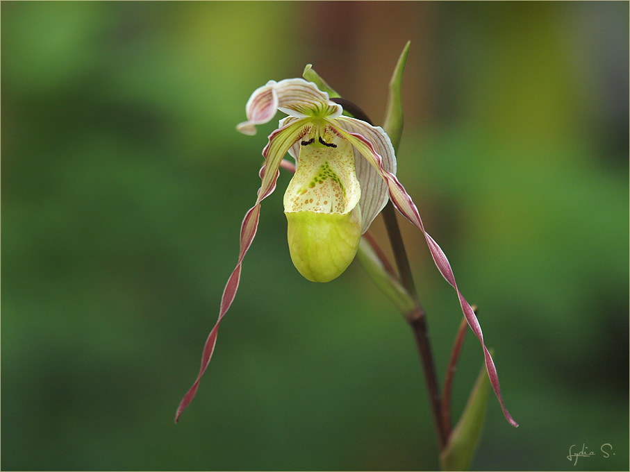 ...Paphiopedilum phillippinense...