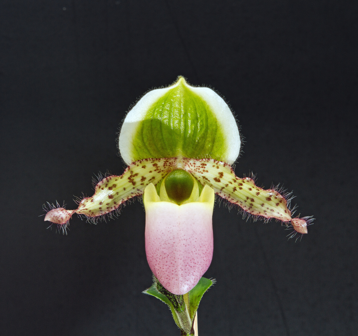 Paphiopedilum Pinocchio