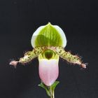 Paphiopedilum Pinocchio