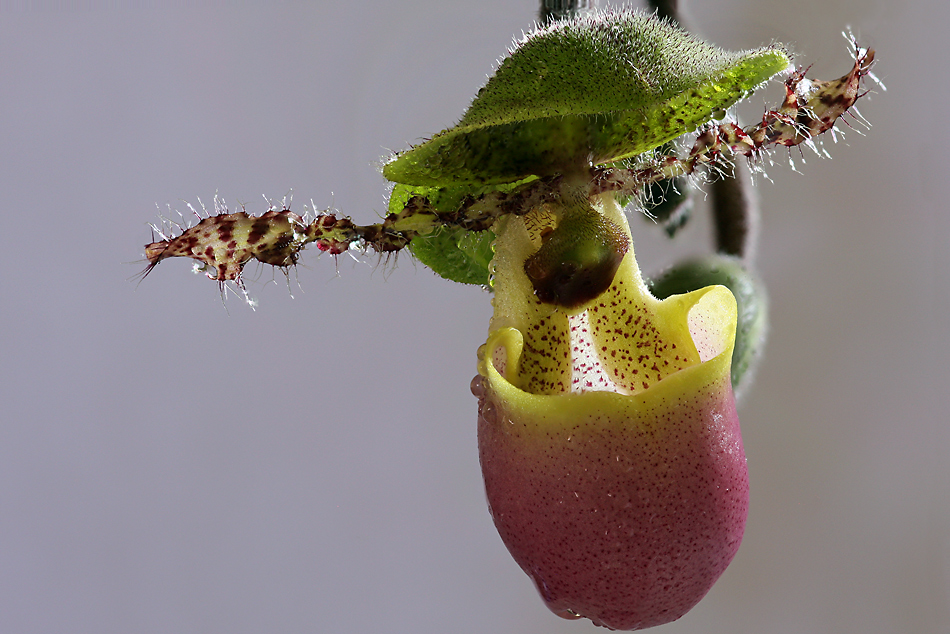 Paphiopedilum Pinocchio