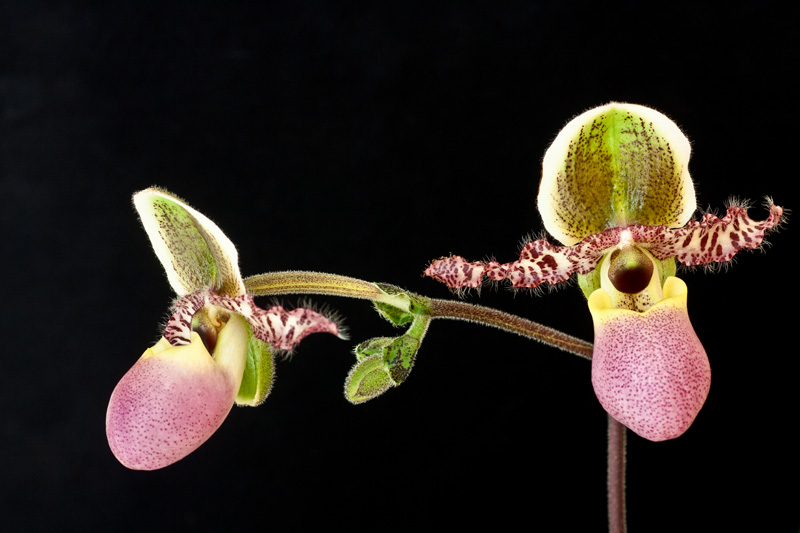 Paphiopedilum Pinocchio