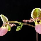 Paphiopedilum Pinocchio