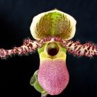 Paphiopedilum Pinocchio