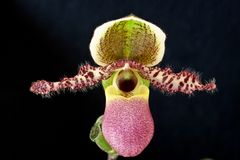 Paphiopedilum Pinocchio