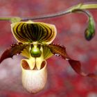 paphiopedilum pinocchio