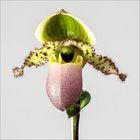 Paphiopedilum  Pinocchio