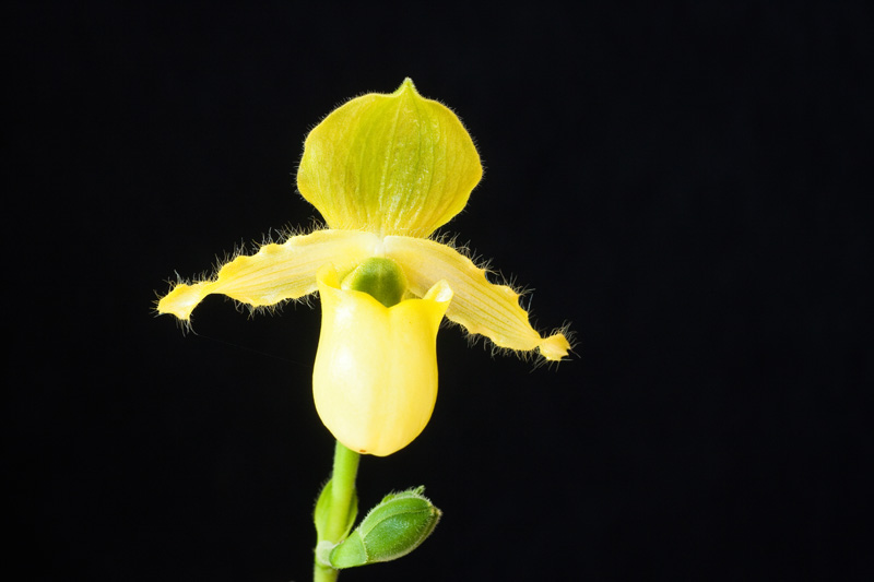 Paphiopedilum primulinum