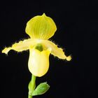 Paphiopedilum primulinum