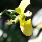 Paphiopedilum primulinum