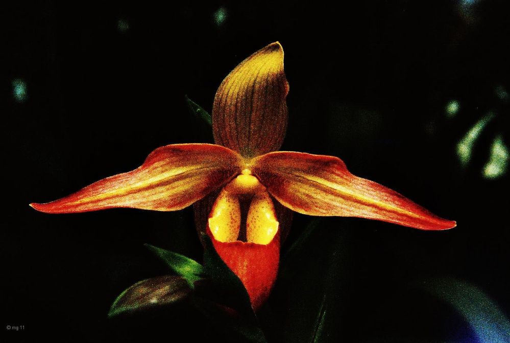 Paphiopedilum sp.