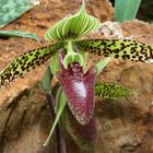 Paphiopedilum sukhakuli (Thailand)