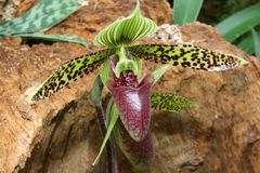 Paphiopedilum sukhakuli (Thailand)