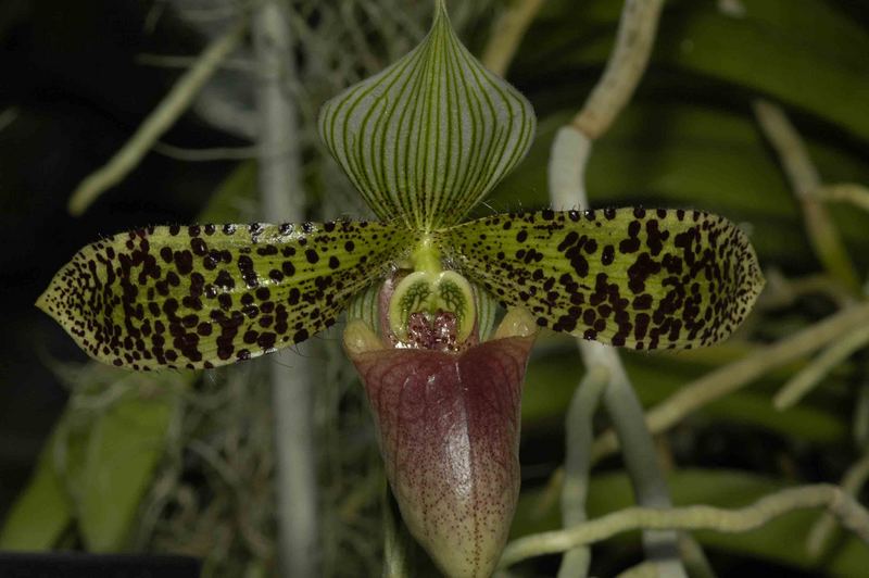 Paphiopedilum sukhakulii