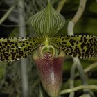 Paphiopedilum sukhakulii