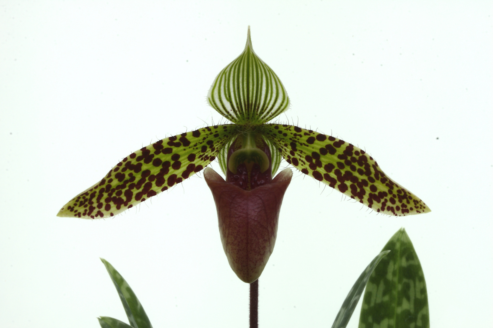 Paphiopedilum sukhakulii