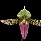 Paphiopedilum sukhakulii