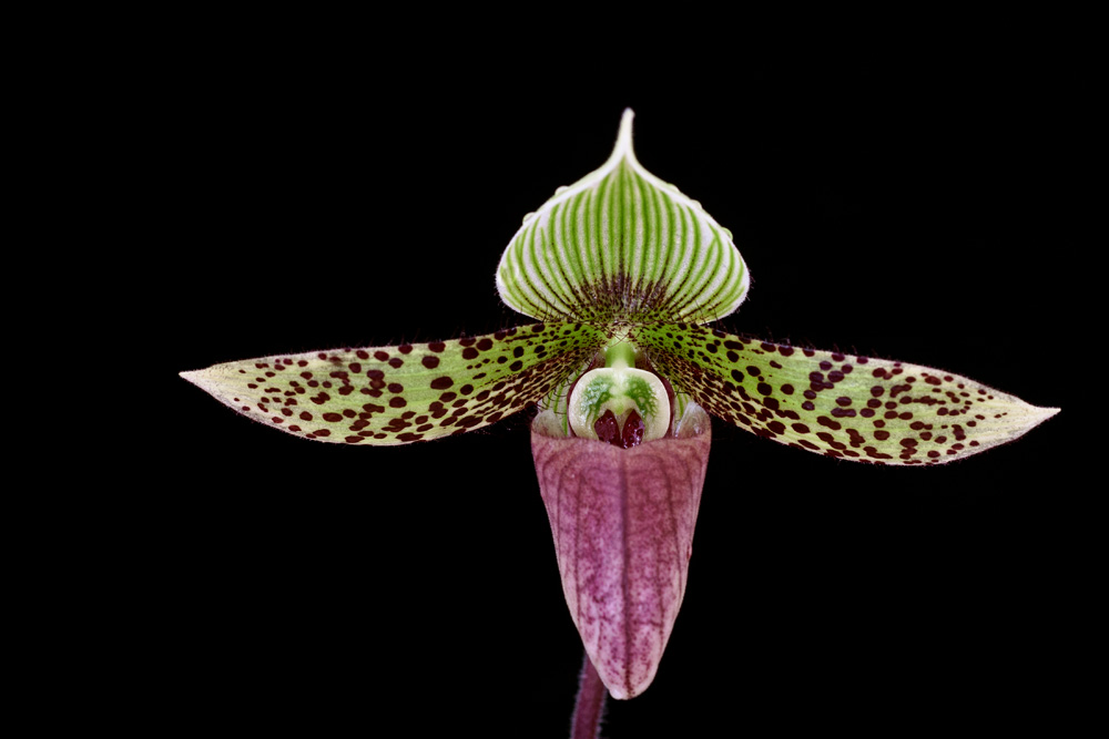 Paphiopedilum sukhakulii