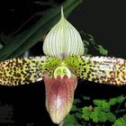 Paphiopedilum 'sukhakulii'