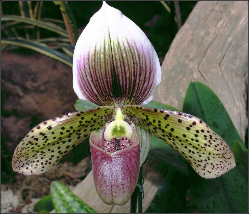 Paphiopedilum 'sukhakulii' - Hybride