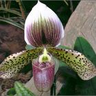 Paphiopedilum 'sukhakulii' - Hybride