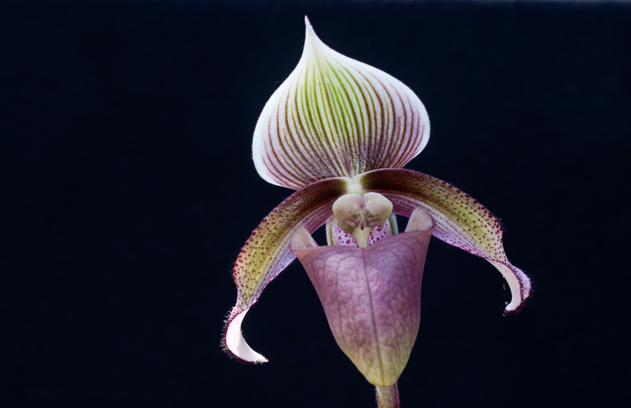 Paphiopedilum superbiens