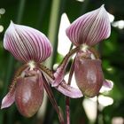 Paphiopedilum superbiens x 'Gowerianum'