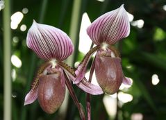 Paphiopedilum superbiens x 'Gowerianum'