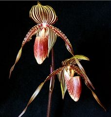 Paphiopedilum Susan Booth