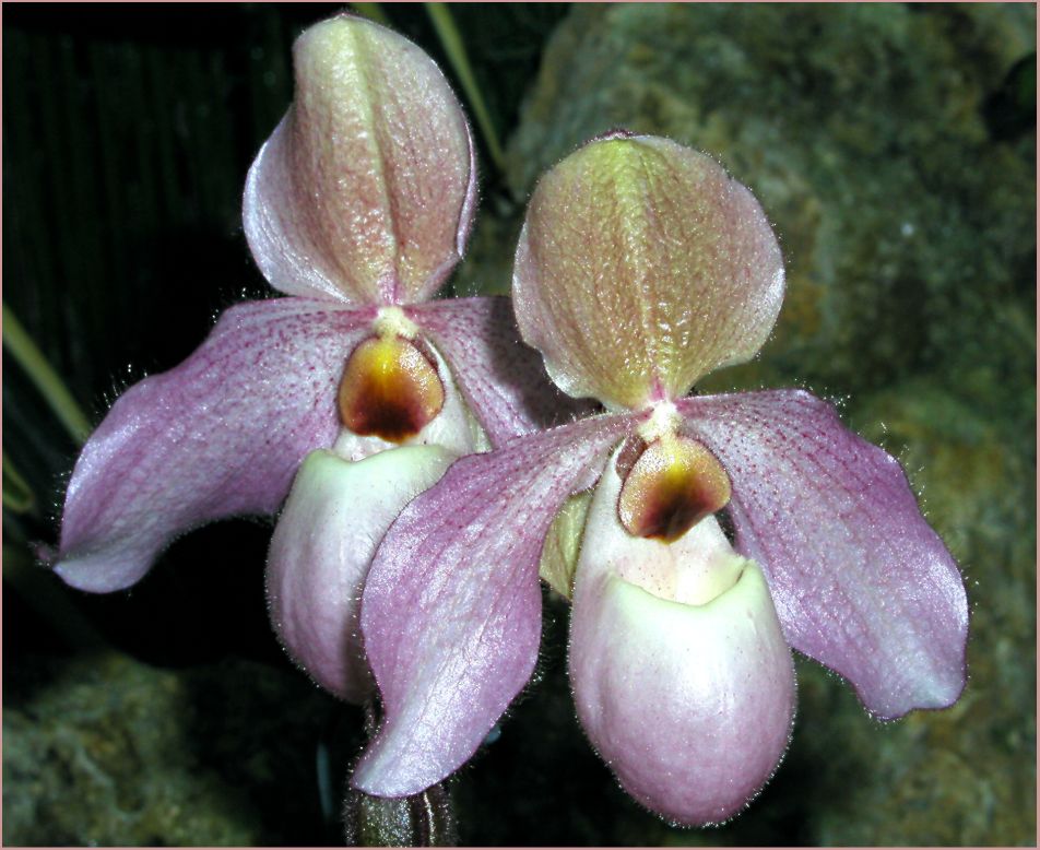 Paphiopedilum Tinicum