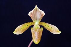 Paphiopedilum tonsum cupreum