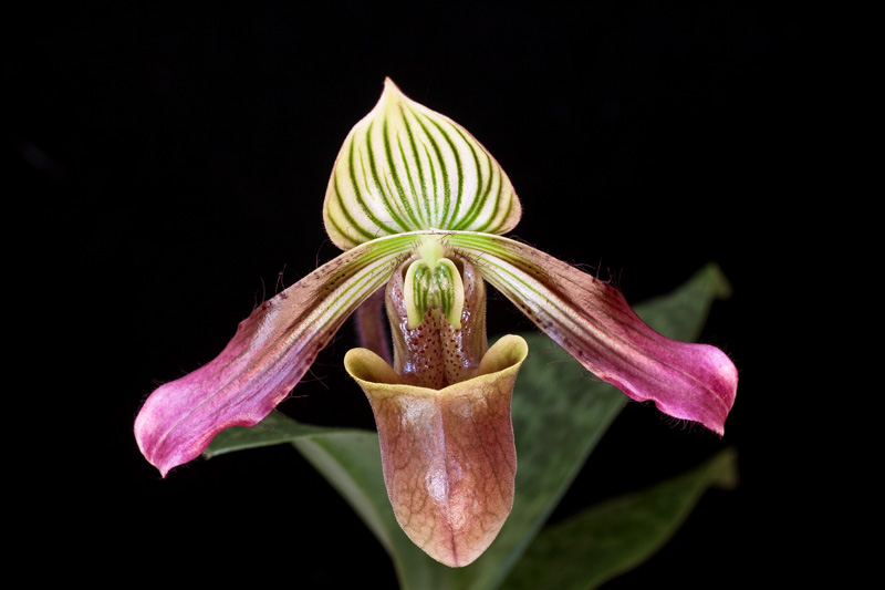 Paphiopedilum urbanianum