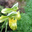 Paphiopedilum venusium 'Album'