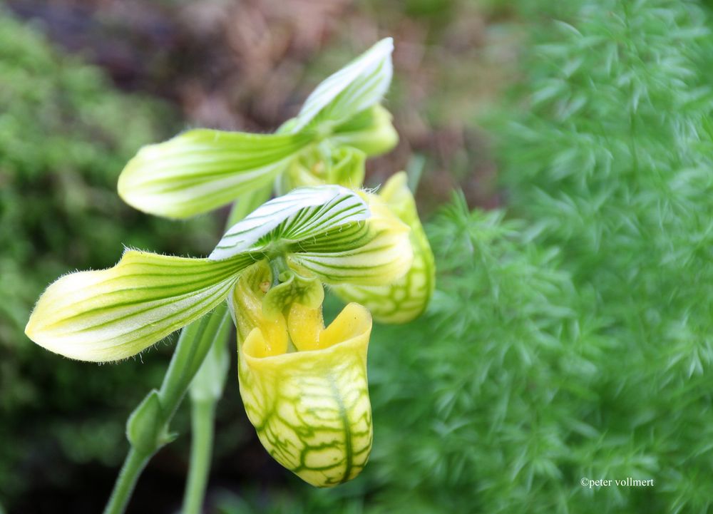 Paphiopedilum venusium 'Album'