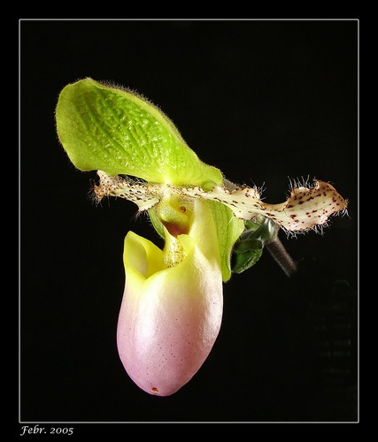 Paphiopedilum (Venusschuh)