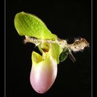 Paphiopedilum (Venusschuh)