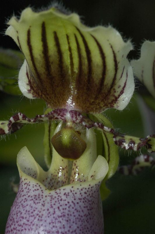 Paphiopedilum victoria-regina