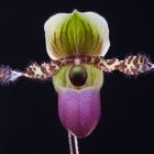 Paphiopedilum victoria-reginae